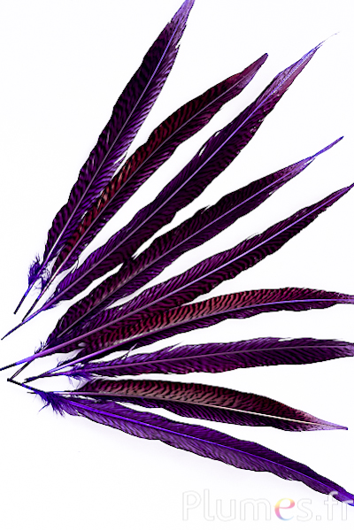 Faisan doré - 20-35 cm - violet